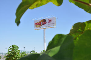 Plantación de Paulownia en Nambroca